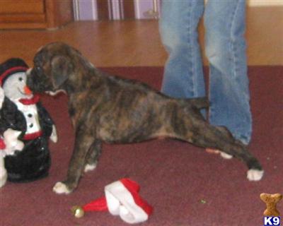 AKC Female #3  Blaze